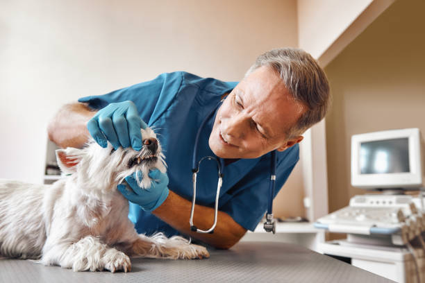 Best Emergency Dental Surgery in Brevard, NC